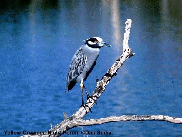 Yellow-crowned Night-Heron | Nyctanassa violacea