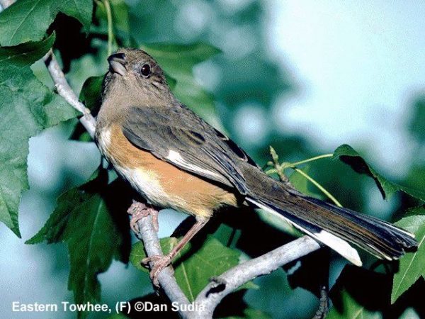 Eastern Towhee | Pipilo erythrophthalmus | female