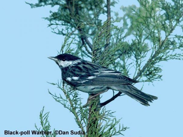 Blackpoll Warbler | Dendroica striata