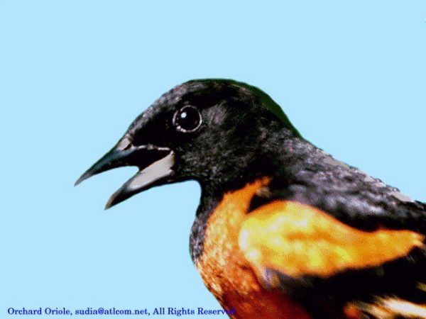 Orchard Oriole | Icterus spurius | male