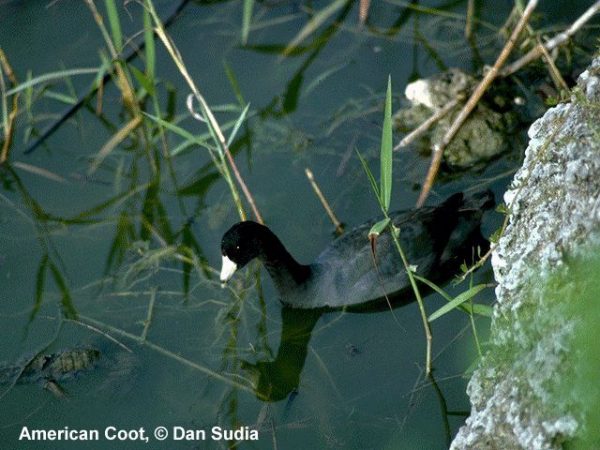 American Coot | Fulica americana