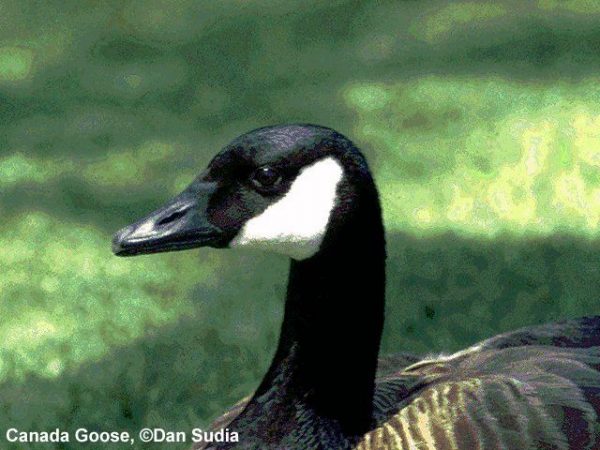 Canada Goose | Branta canadensis