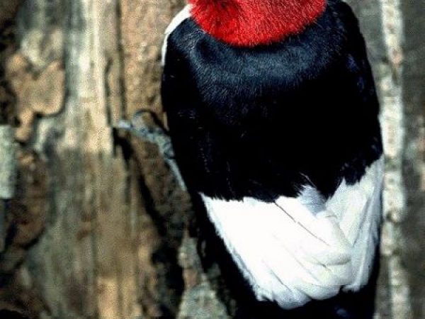 Red-headed Woodpecker | Melanerpes erythrocephalus
