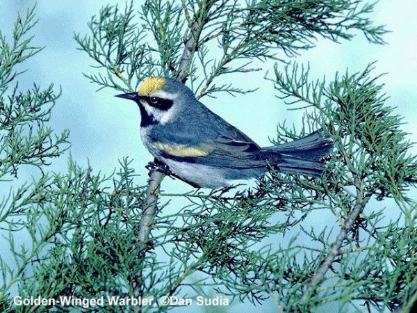 Golden-winged Warbler | Vermivora chrysoptera