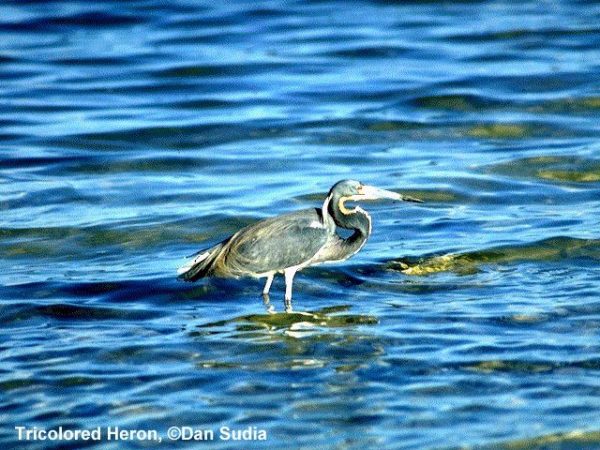 Tricolored Heron | Egretta tricolor