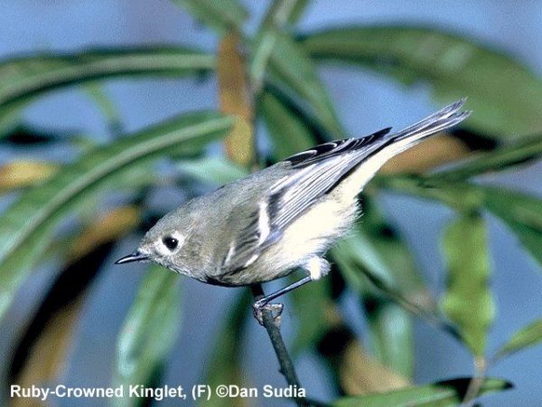 Ruby-crowned Kinglet | Regulus calendula | female