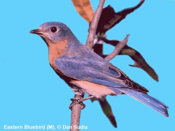Eastern Bluebird | Sialia sialis | male