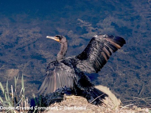 Double-crested Cormorant | Phalacrocorax auritus