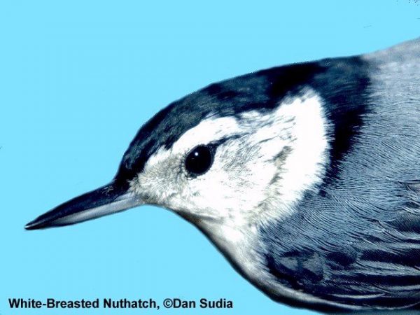White-breasted Nuthatch | Sitta carolinensis