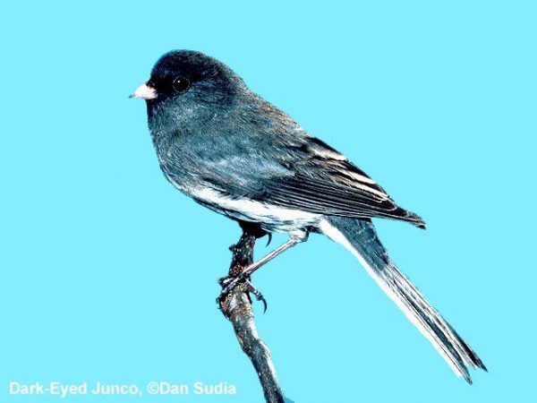 Dark-eyed Junco | Junco hyemalis