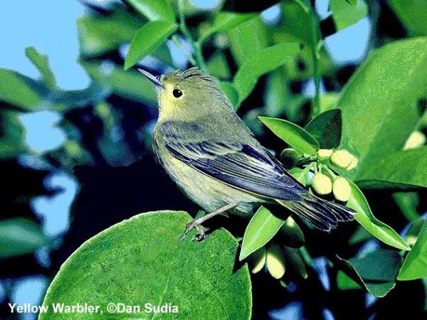 Yellow Warbler | Dendroica petechia