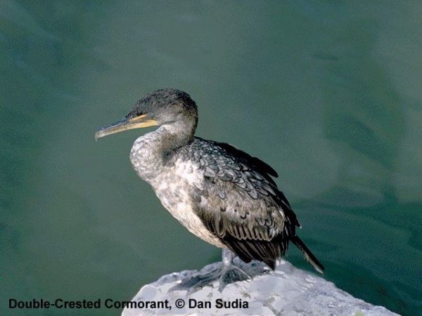 Double-crested Cormorant | Phalacrocorax auritus