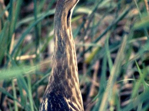 American Bittern | Botaurus lentiginosus