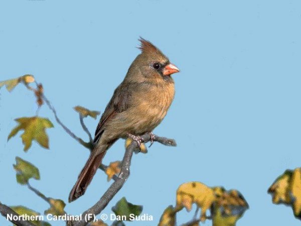 Northern Cardinal | Cardinalis cardinalis | female