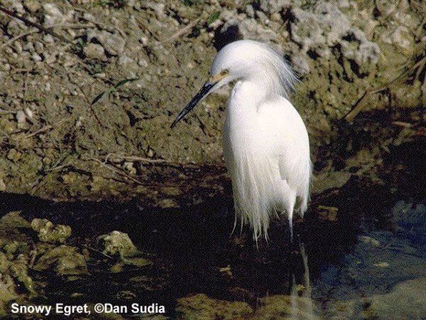 Snowy Egret | Egretta thula