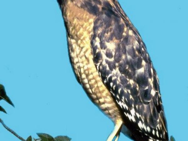 Red-shouldered Hawk | Buteo lineatus