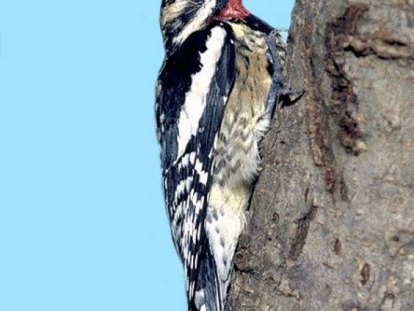 Yellow-bellied Sapsucker | Sphyrapicus varius