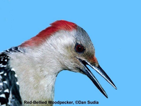 Red-bellied Woodpecker | Melanerpes carolinus