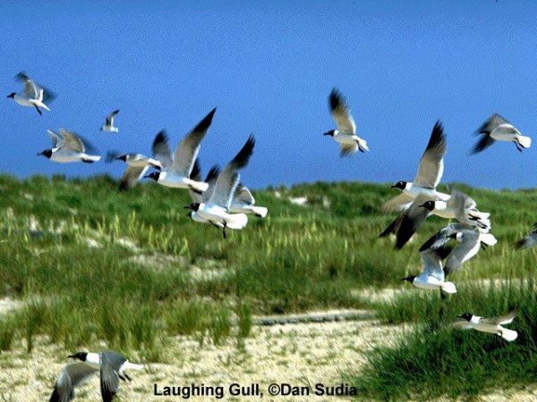 Laughing Gull | Larus atricilla