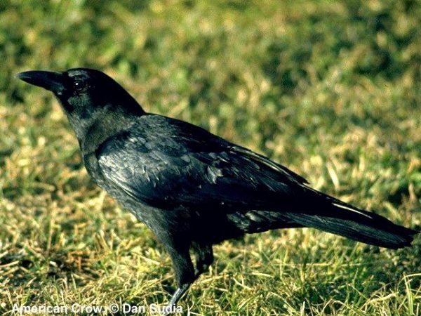American Crow | Corvus brachyrhynchos