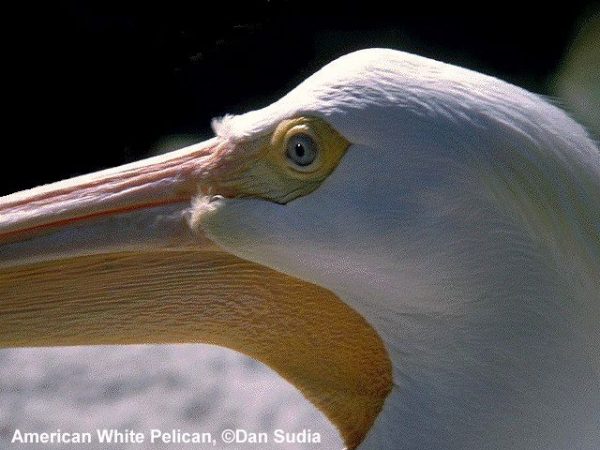 American White Pelican | Pelecanus erythrorhynchos