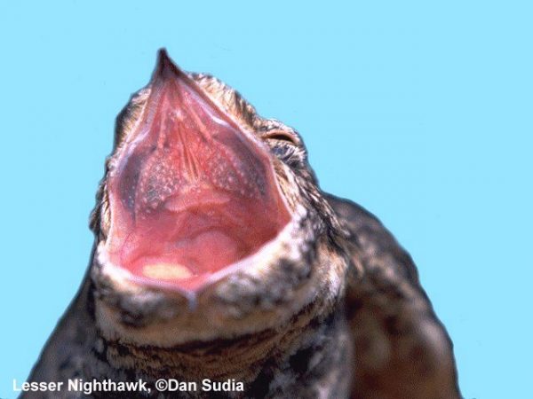 Lesser Nighthawk | Chordeiles acutipennis