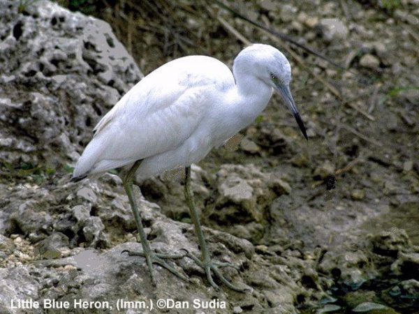 Little Blue Heron | Egretta caerulea | immature