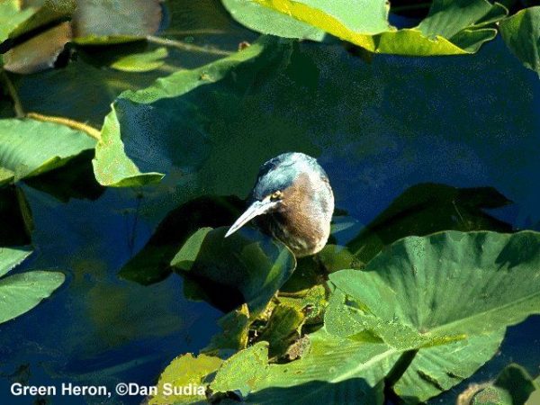 Green Heron | Butorides virescens
