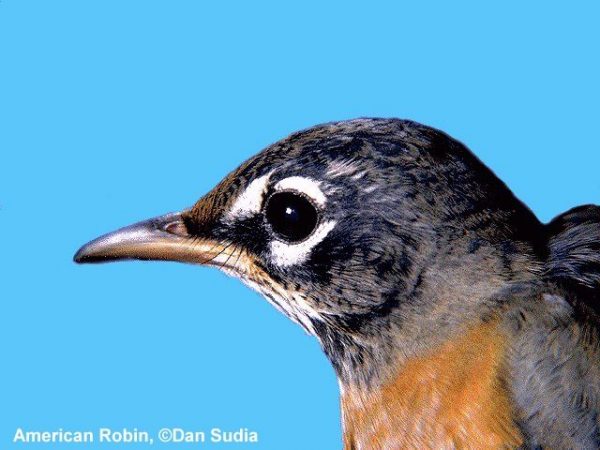 American Robin | Turdus migratorius
