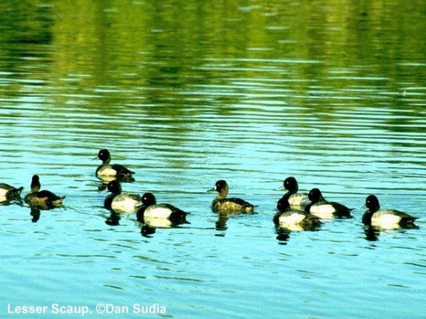Lesser Scaup | Aythya affinis