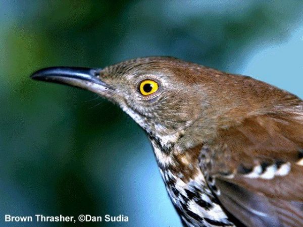 Brown Thrasher | Toxostoma rufum