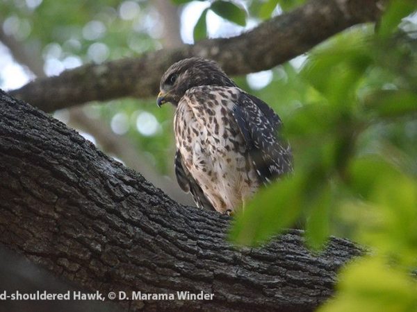 Red-shouldered Hawk | Buteo lineatus