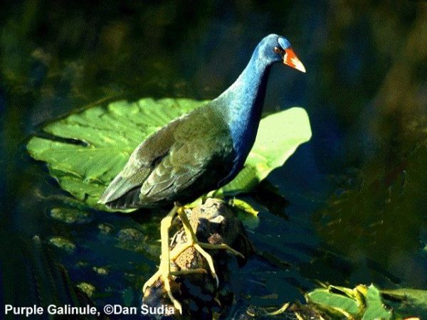 Purple Gallinule | Porphyrula martinica