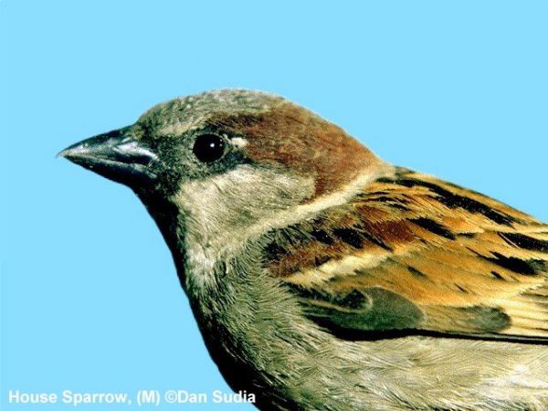 House Sparrow | Passer domesticus | male