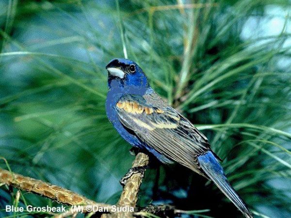 Blue Grosbeak | Guiraca caerulea | male