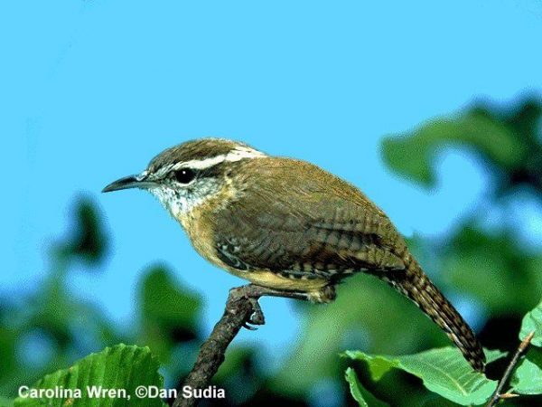 Carolina Wren | Thryothorus ludovicianus