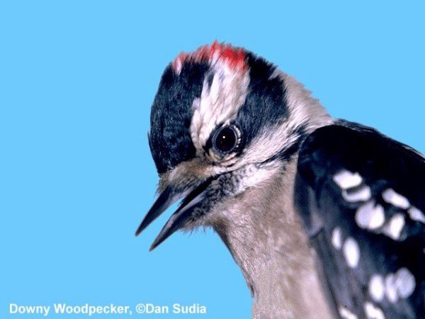 Downy Woodpecker | Picoides pubescens