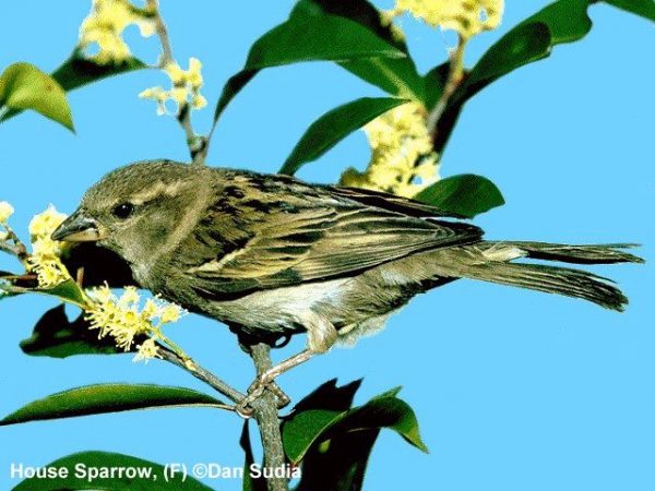 House Sparrow | Passer domesticus | female