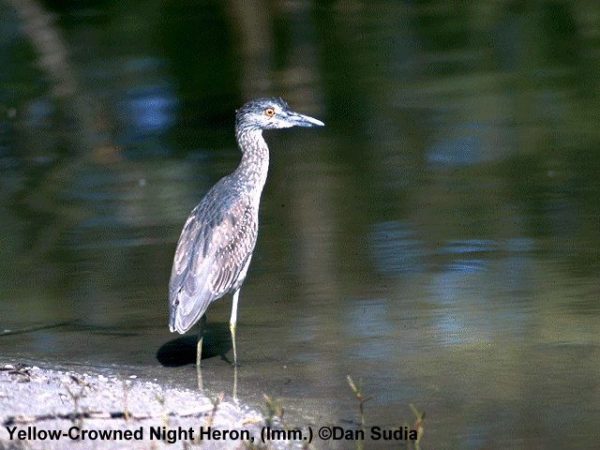 Yellow-crowned Night-Heron | Nyctanassa violacea