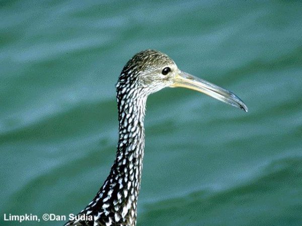 Limpkin | Aramus guarauna