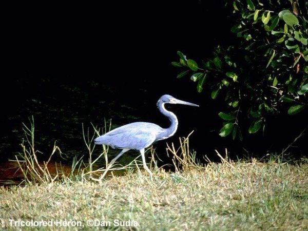 Tricolored Heron | Egretta tricolor