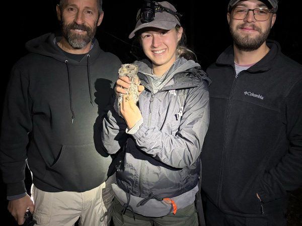 Charlie Muise, Mia Keriazes and Preston Ballard capture and band an Eastern Screech-Owl
