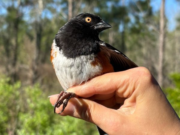 Eastern Towhee captured and banded in the UFBO