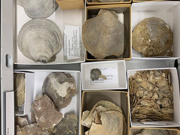drawer of fossil invertebrates