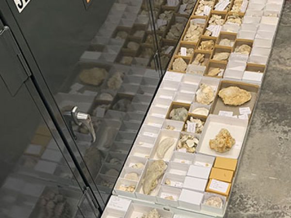 specimen trays