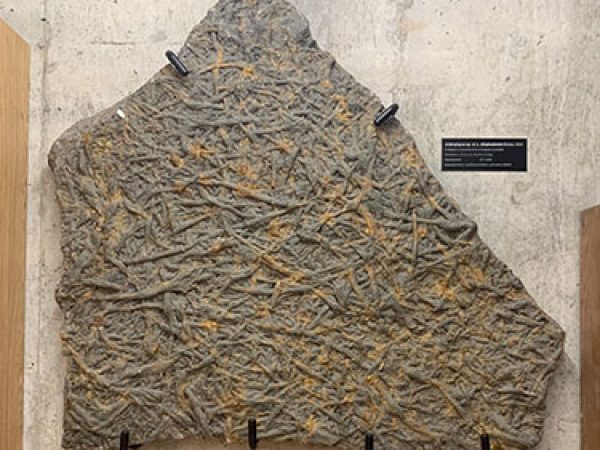 slab of trace fossils