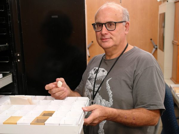 a person wearing a tshirt printed with a t rex skeleton is standing at an open cabinet with a shallow drawer full of small boxes pulled out and holding a small shell