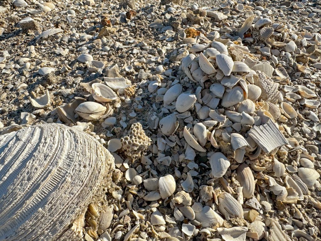 many shells in the sand