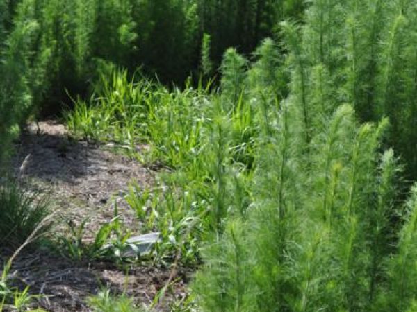 Successional stages reveal various regrowth