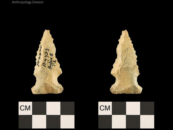 Bolen Beveled Subtype 2 | Early Dalton (Bullen)/Late Paleoindian (Milanich)